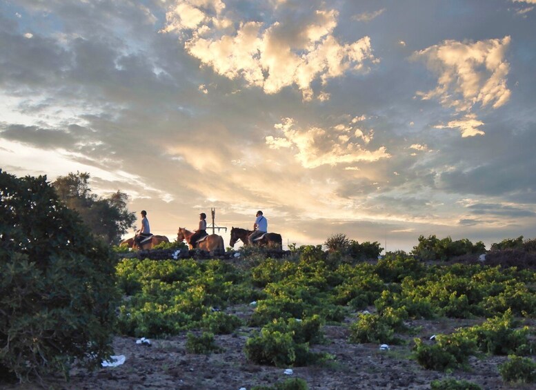 Picture 1 for Activity Akrotiri: Guided Horseback Riding Day Trip to a Beach