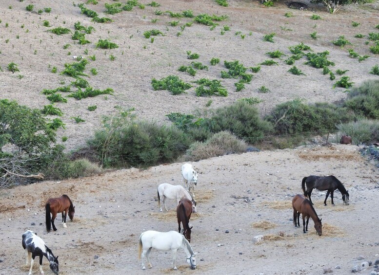 Picture 8 for Activity Akrotiri: Guided Horseback Riding Day Trip to a Beach