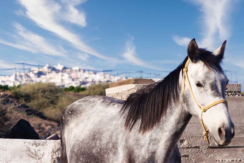 Picture 10 for Activity Akrotiri: Guided Horseback Riding Day Trip to a Beach