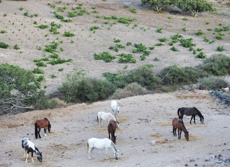 Picture 8 for Activity Akrotiri: Guided Horseback Riding Day Trip to a Beach