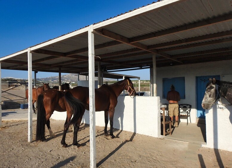 Picture 7 for Activity Akrotiri: Guided Horseback Riding Day Trip to a Beach