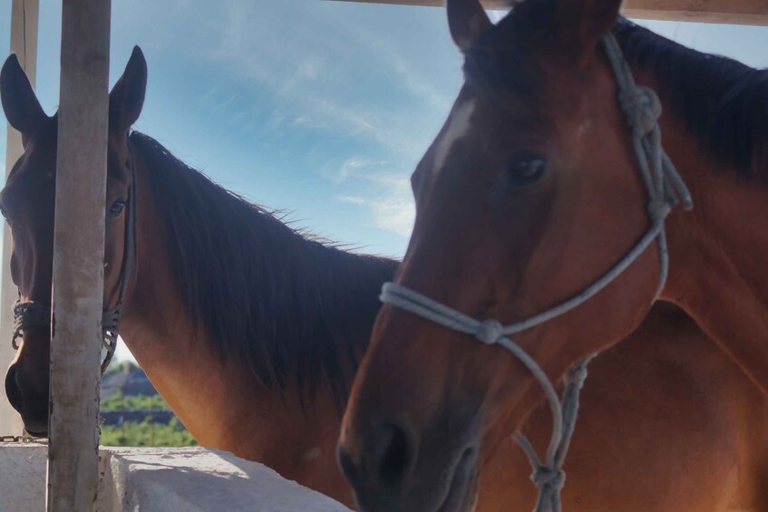 Picture 6 for Activity Akrotiri: Guided Horseback Riding Day Trip to a Beach