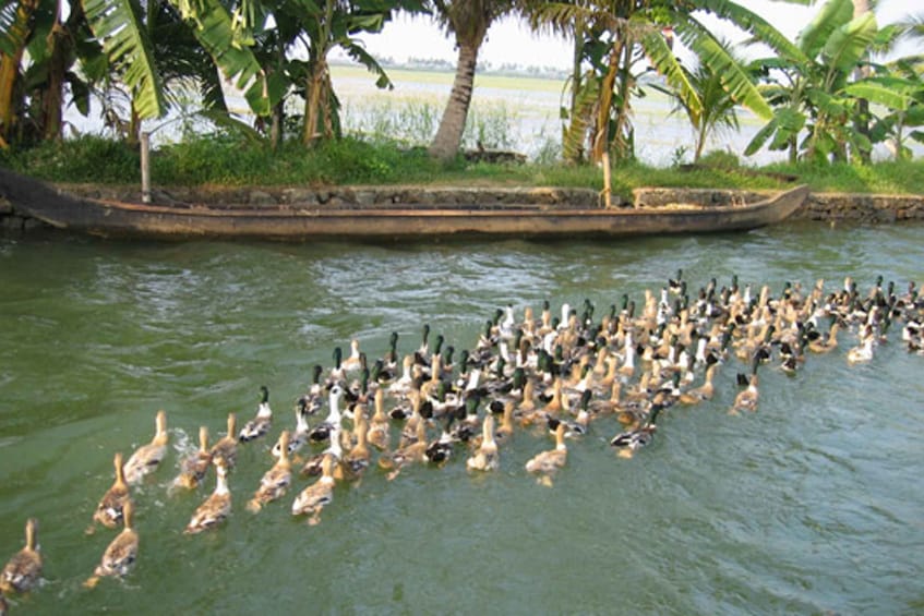 Picture 2 for Activity Kerala Houseboat Tour To Alapuzha