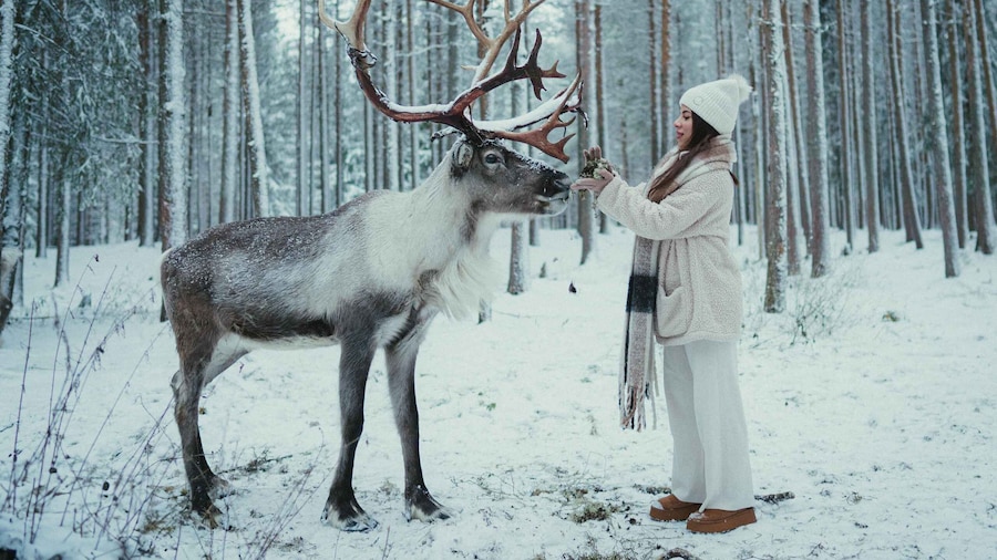 Reindeer Farm Visit with Photographer in Rovaniemi