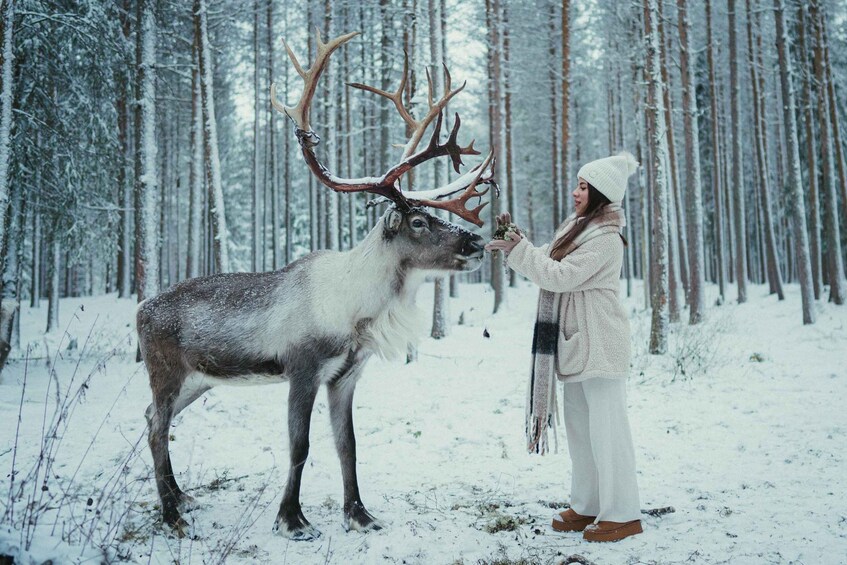 Reindeer Farm Visit with Photographer in Rovaniemi