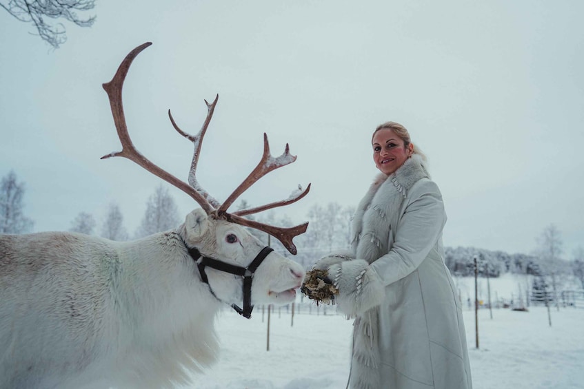Picture 5 for Activity Reindeer Farm Visit with Photographer in Rovaniemi