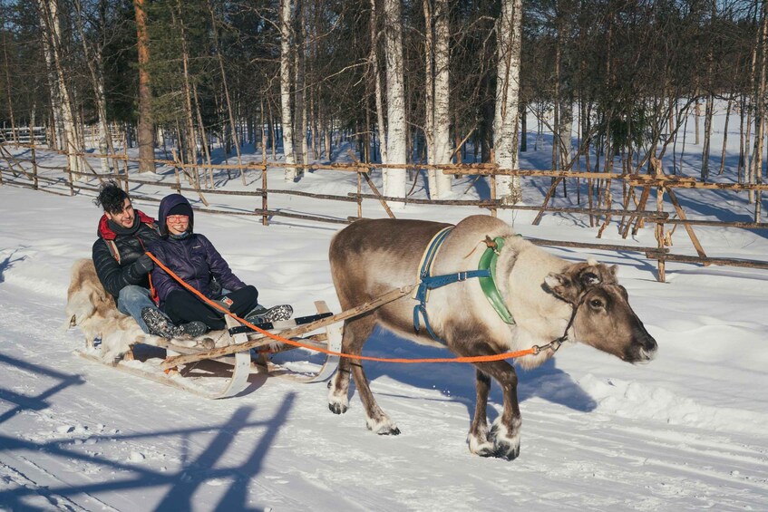 Picture 2 for Activity Reindeer Farm Visit with Professional Photographer