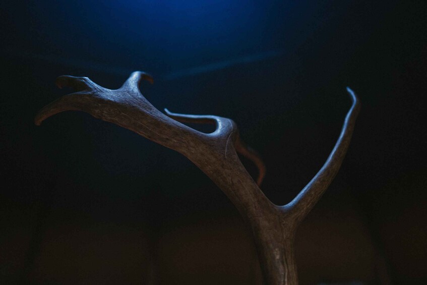 Picture 6 for Activity Reindeer Farm Visit with Photographer in Rovaniemi