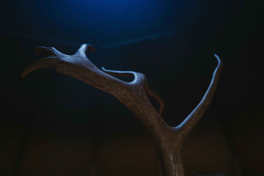 Picture 6 for Activity Reindeer Farm Visit with Photographer in Rovaniemi