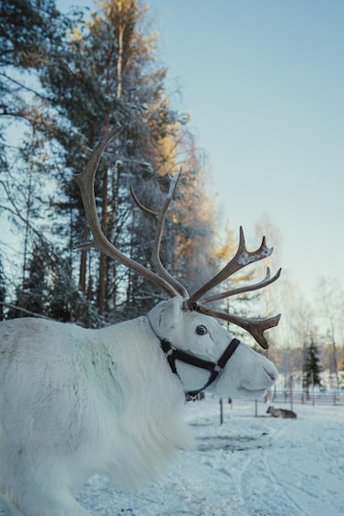 Picture 2 for Activity Reindeer Farm Visit with Photographer in Rovaniemi