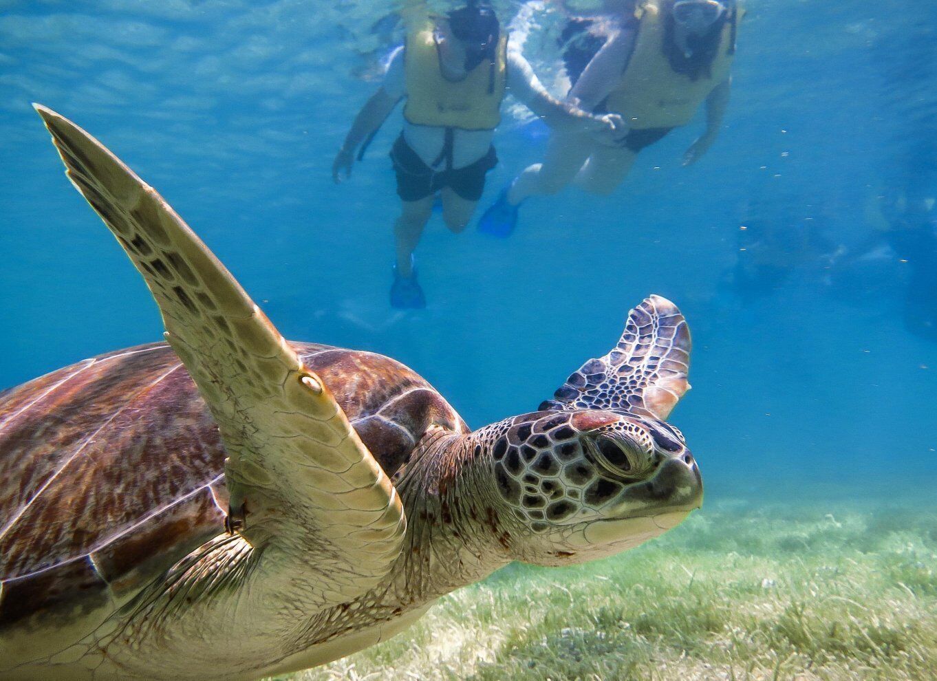 From Cancun/Riviera Maya Snorkel with Sea Turtles & Cenotes