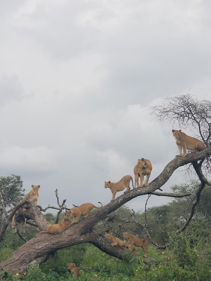 Picture 1 for Activity 10-Days West Kilimanjaro & Serengeti Safari Lodge