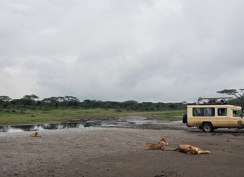 Picture 5 for Activity 10-Days West Kilimanjaro & Serengeti Safari Lodge