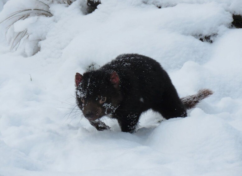 Picture 4 for Activity Devils at Cradle: Day Keeper Tour and Entry to Wildlife Park