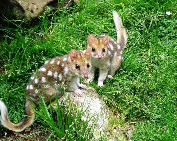 Picture 2 for Activity Devils at Cradle: Day Keeper Tour and Entry to Wildlife Park