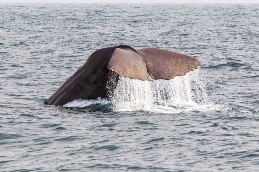 Picture 5 for Activity From Christchurch: Kaikoura Whale Watching Day Tour