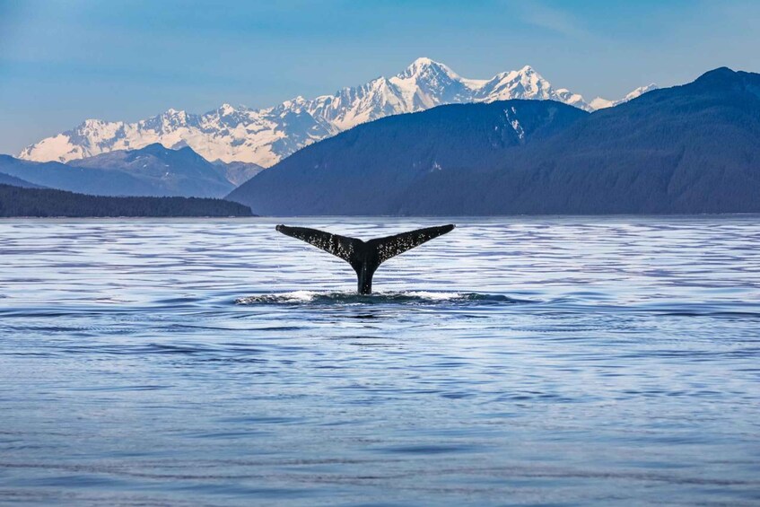 Picture 2 for Activity From Christchurch: Kaikoura Whale Watching Day Tour