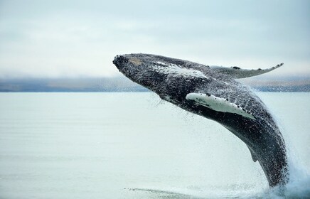 Desde Christchurch: tour de un día para observar ballenas en Kaikoura