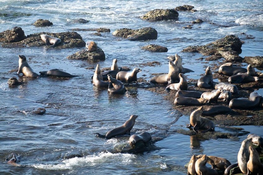 Picture 4 for Activity From Christchurch: Kaikoura Whale Watching Day Tour