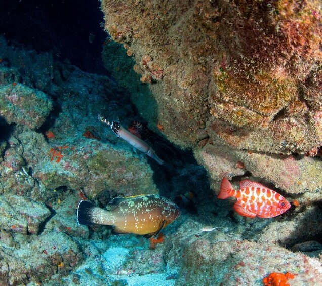 Picture 6 for Activity Beginner Scuba Dive with Scubapoint Tenerife in Turtle Area