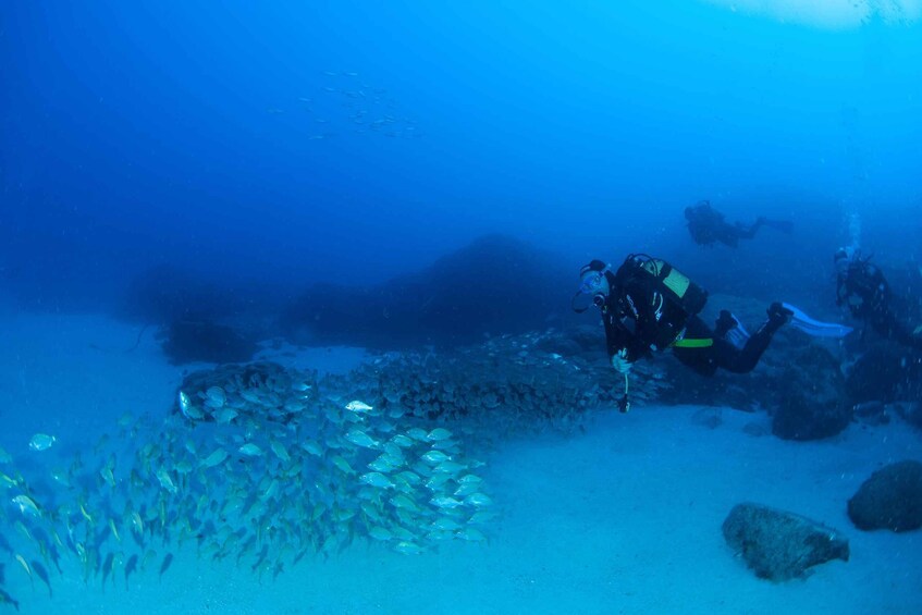 Picture 5 for Activity Beginner Scuba Dive with Scubapoint Tenerife in Turtle Area