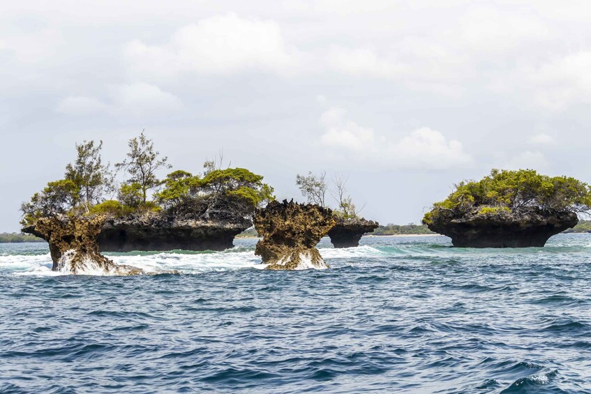 Picture 18 for Activity Wasini Island: Dolphin Spotting & Snorkel at Kisite Mpunguti