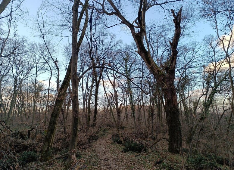 Picture 1 for Activity Belgrade: Kosutnjak forest hiking tour