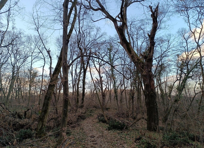 Picture 1 for Activity Belgrade: Kosutnjak forest hiking tour