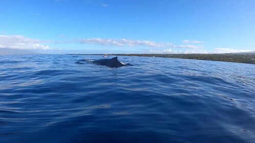 Dolphins, Whales, Snorkelling & Lunch on Benitiers Island