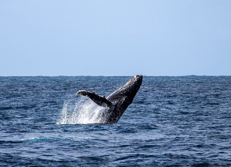 Picture 15 for Activity Dolphins, Whales, Snorkeling & Lunch on Benitiers Island