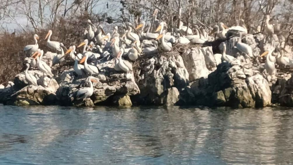 Picture 9 for Activity From Budva: Skadar Lake Land and Boat Tour