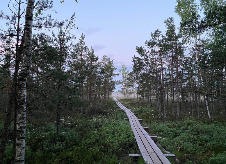 Picture 1 for Activity From Riga: Trip to Kemeri National Park & Jurmala