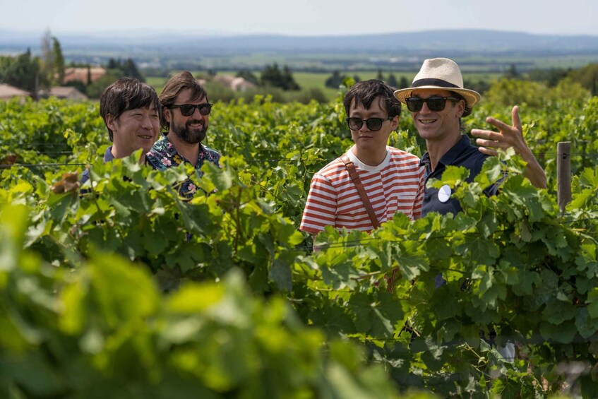 Picture 4 for Activity From Avignon : Avignon & Châteauneuf du Pape Wine Tour