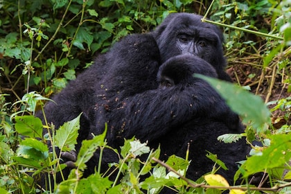 4Days Gorilla trekking and wildlife viewing safari
