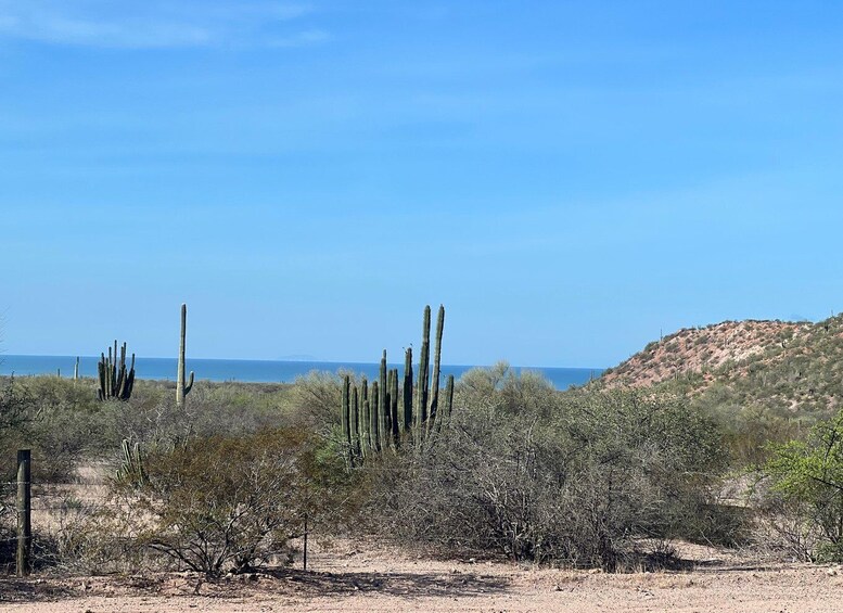 Picture 4 for Activity Shark Island: Tour of the largest island in Mexico