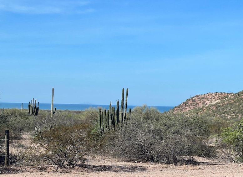 Picture 4 for Activity Shark Island: Tour of the largest island in Mexico