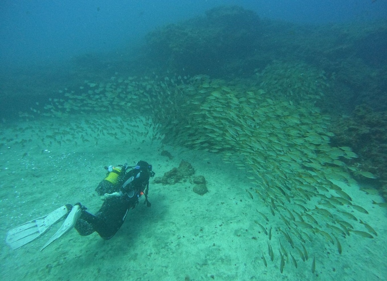 Picture 2 for Activity Playa Del Ingles: Discover Scuba Diving - Free Transfers