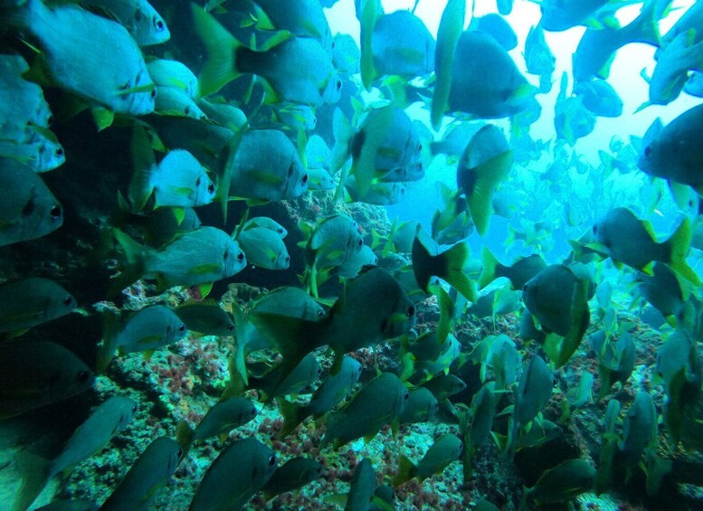 Picture 6 for Activity Playa Del Ingles: Discover Scuba Diving - Free Transfers