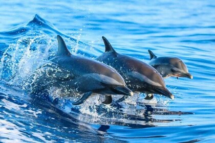 Zanzibar: 3 Hours Dolphin Trips at Kizimkazi