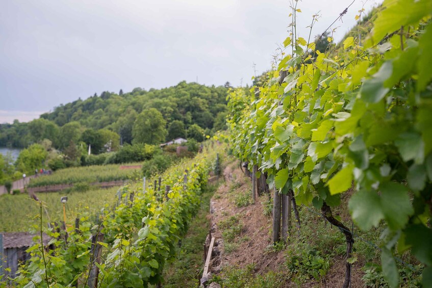 Picture 1 for Activity Stuttgart: Hiking Tour with Craft Beer Tasting