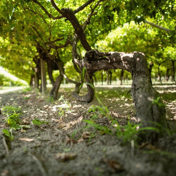 Picture 1 for Activity Valdadige: Roeno Guided Tour and Wine tasting