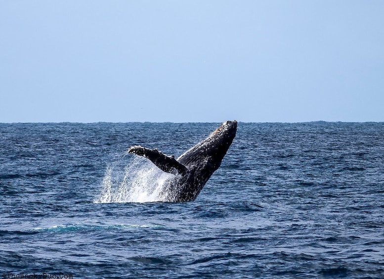 Dolphins & Whales, Private Tour Snorkeling