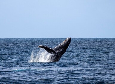 Dolphins & Whales, Private Tour Snorkeling