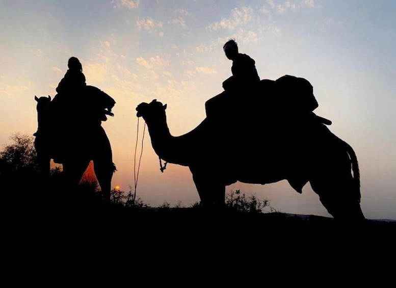 Picture 1 for Activity From Jodhpur : Camel Safari , Buffet Dinner + Folk Dance