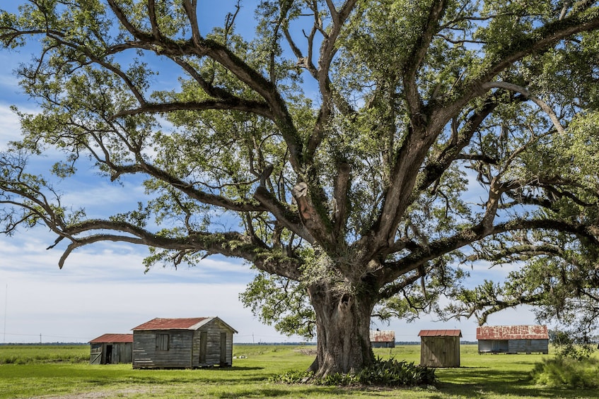 Picture 1 for Activity New Orleans: Felicity Plantation Guided Tour