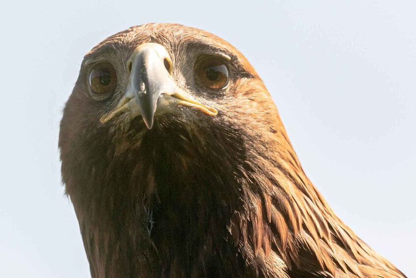 Picture 1 for Activity York: Entry to York bird of prey centre