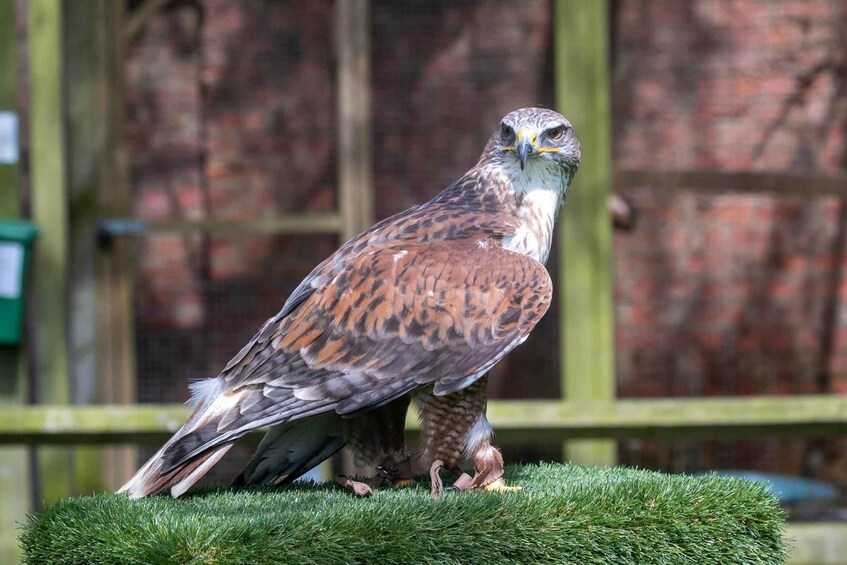 Picture 4 for Activity York: Entry to York bird of prey centre