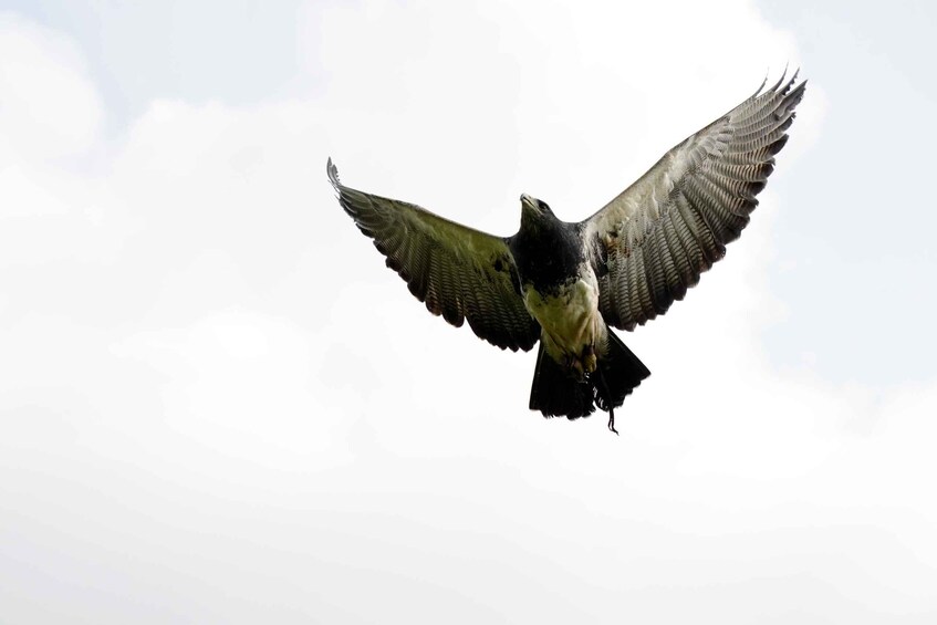 Picture 6 for Activity York: Entry to York bird of prey centre