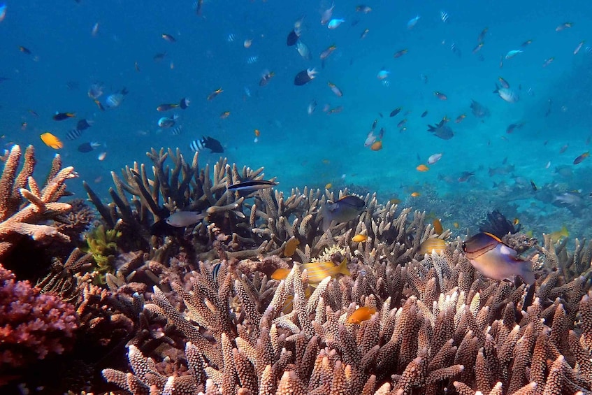 Picture 3 for Activity Reef & Island | Outer Reef & Dunk Island | Mission Beach