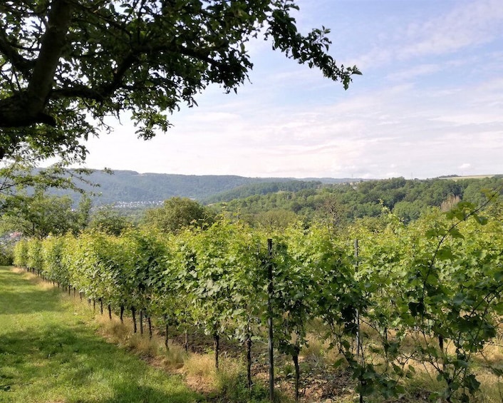 Picture 12 for Activity Koblenz: The Living Vineyard, Nature & Wine Enjoyment
